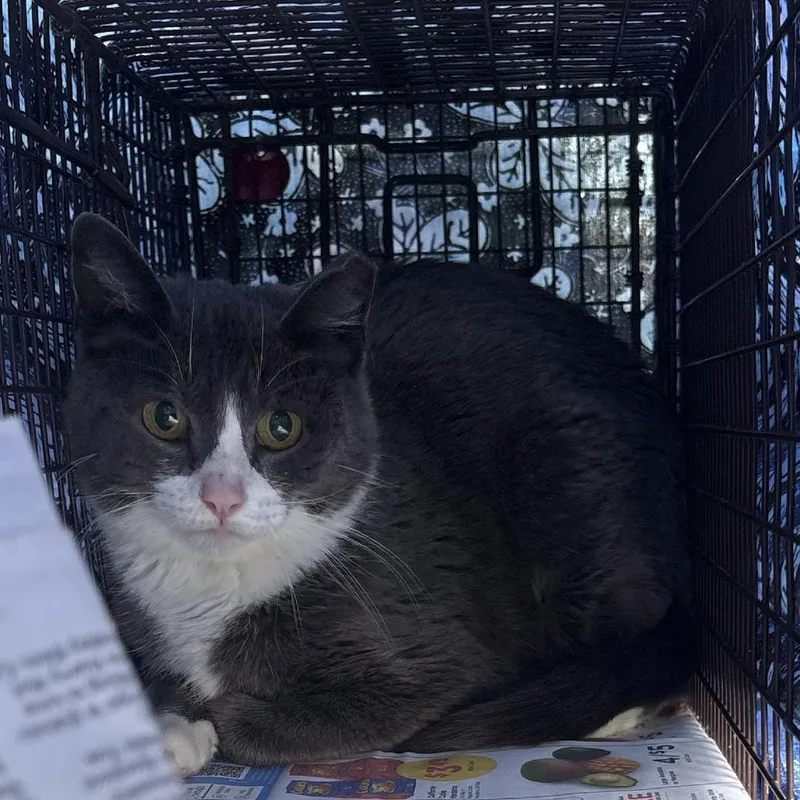 An adult small-sized female Gray / Blue / Silver Domestic Short Hair cat named Helena for adoption in Wichita, KS