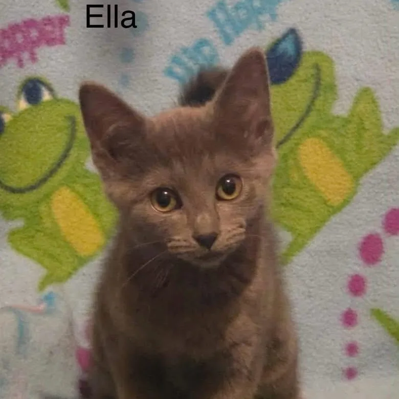 Ella thumbnail 3