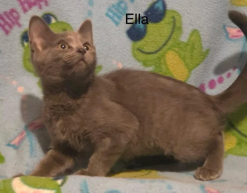Ella thumbnail 4