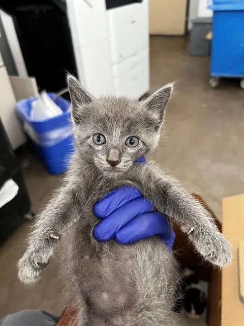 A baby medium-sized male Domestic Medium Hair cat named Mochi for adoption in Dallas, TX