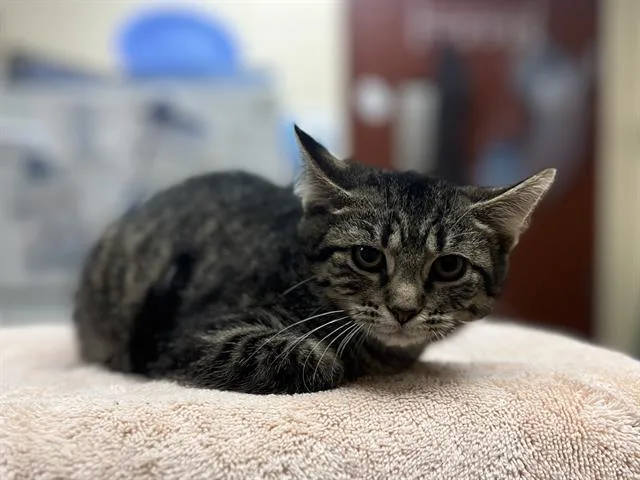 A baby small-sized female Domestic Short Hair cat named Vi for adoption in Aliquippa, PA