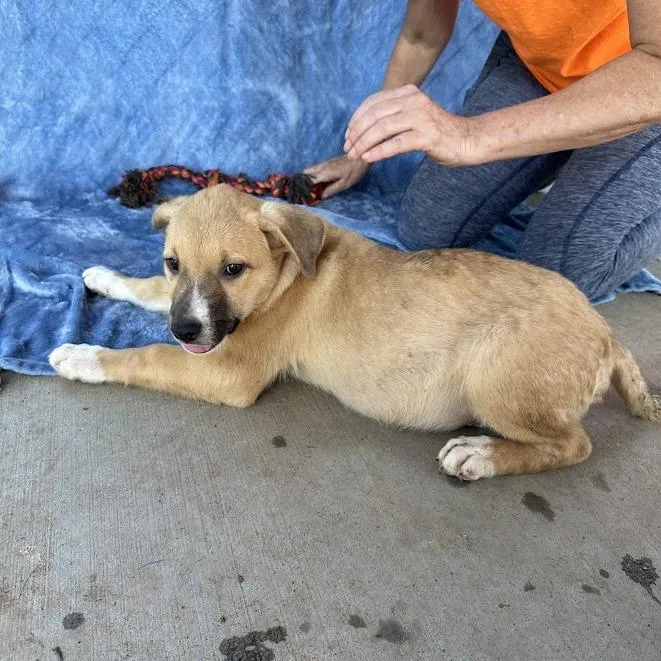 A baby small-sized male Labrador Retriever dog named Damon for adoption in Knoxville, TN