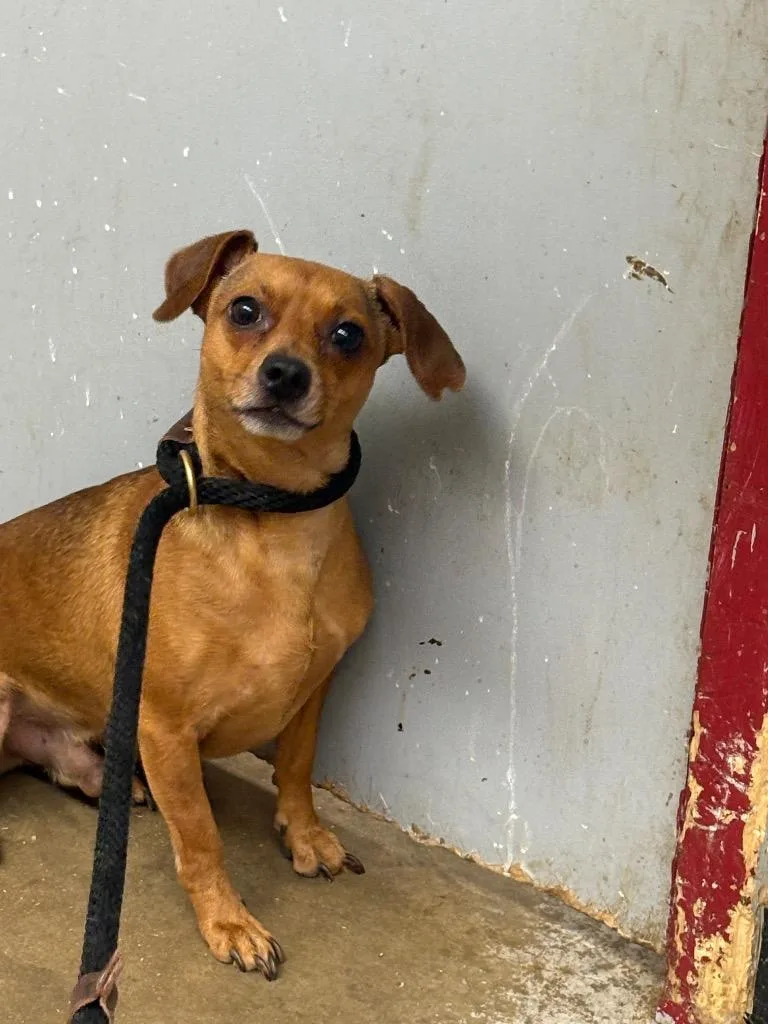 An adult small-sized male Dachshund dog named Pablo for adoption in Lockhart, TX