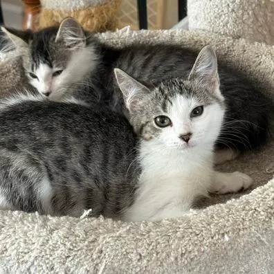 A baby small-sized female Domestic Short Hair cat named Sprout for adoption in Woodstock, GA