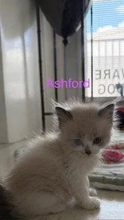 Ashford thumbnail 2