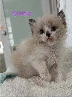 Ashford thumbnail 3