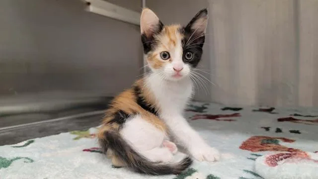 A baby small-sized female Domestic Short Hair cat named Kitana for adoption in Tustin, CA