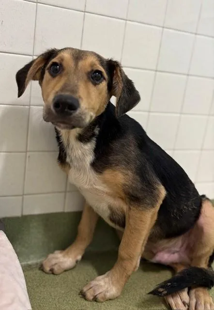 A baby large-sized male Mixed Breed dog named Sammie for adoption in Dallas, TX