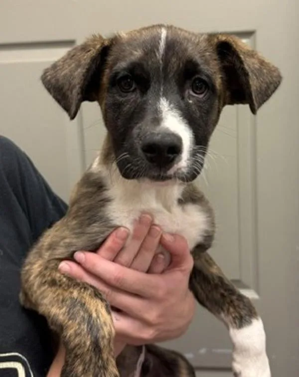 A baby large-sized male Saint Bernard dog named Pine for adoption in Littleton, CO