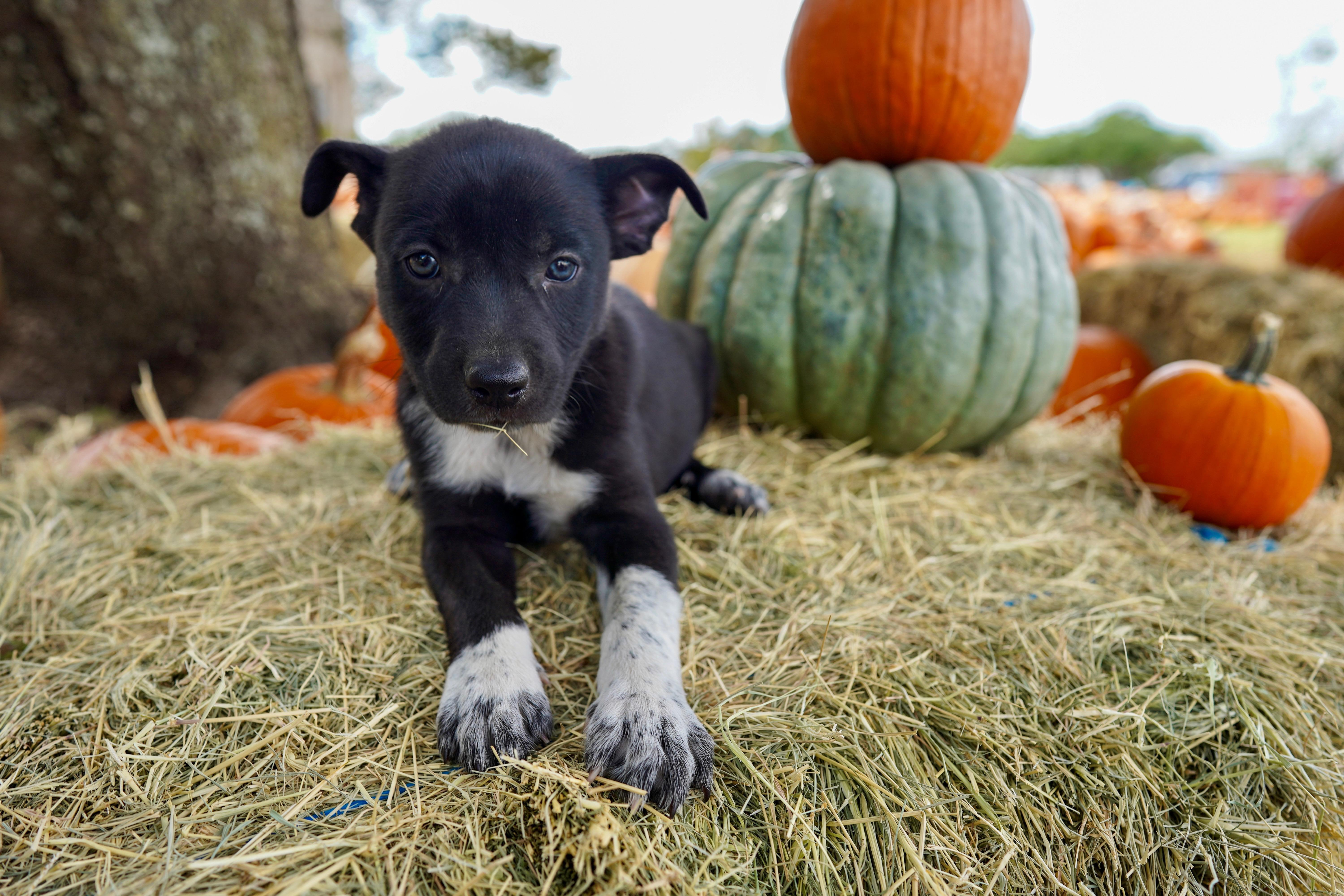 A baby medium-sized male Black Border Collie dog named Trumpet for adoption in San Antonio, TX