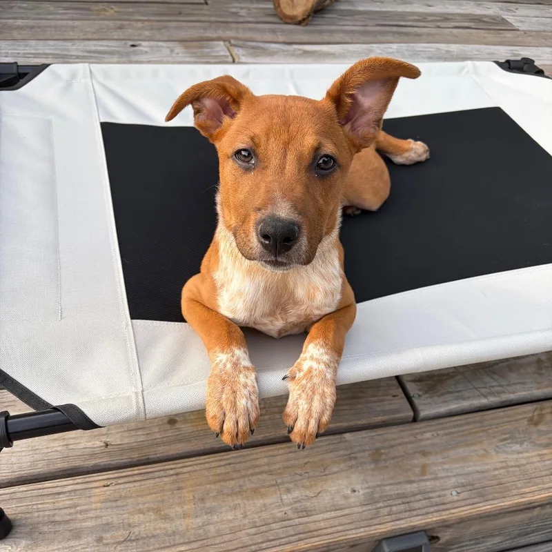 A young small-sized female Brown / Chocolate Mixed Breed dog named Sophie for adoption in Fredericksburg, VA