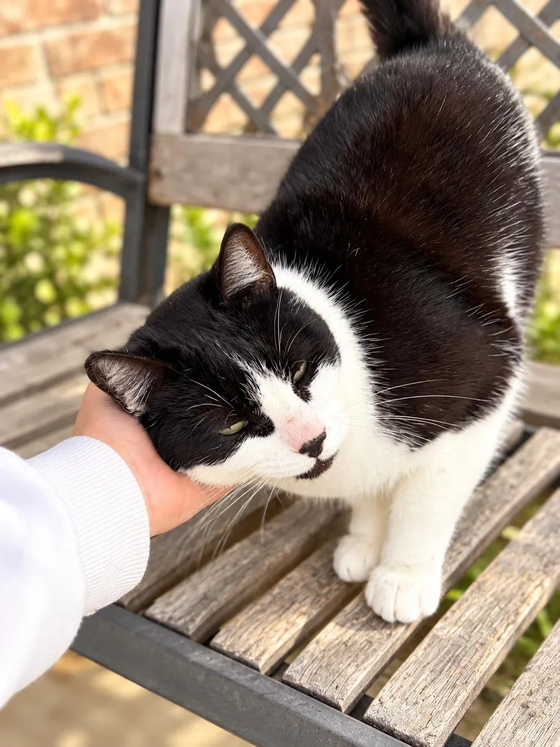 A young large-sized female Tuxedo cat named Boots CS for adoption in Napa, CA