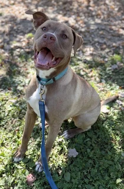An adult large-sized male Mixed Breed dog named Tatum for adoption in Batavia, OH