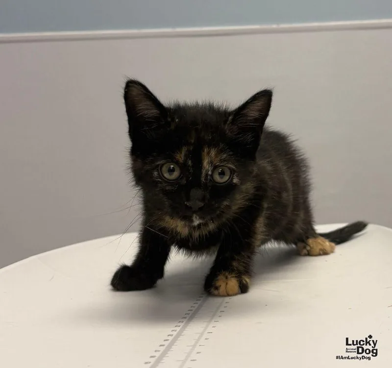 A baby medium-sized female Domestic Short Hair cat named Erica for adoption in Washington, DC