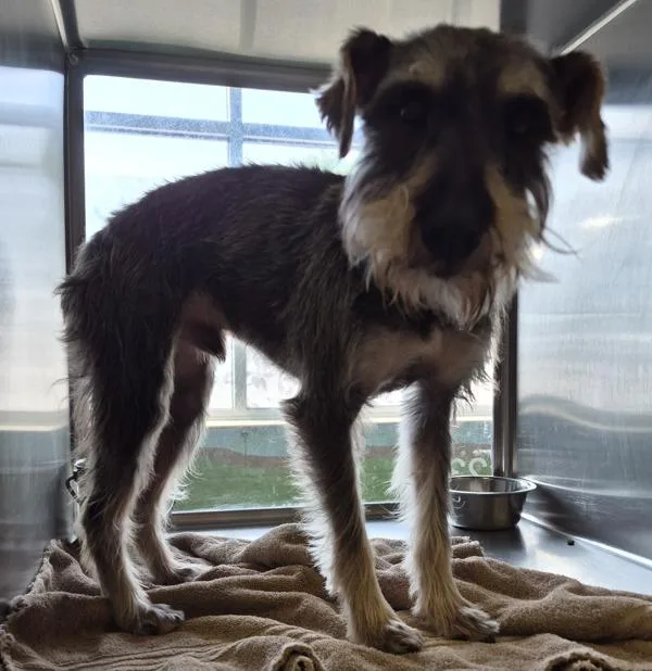 An adult small-sized male Schnauzer dog named Pen for adoption in Lawrenceville, GA