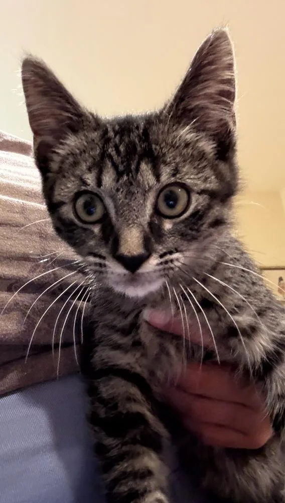 A baby small-sized male Domestic Short Hair cat named Wicket for adoption in Dallas, TX