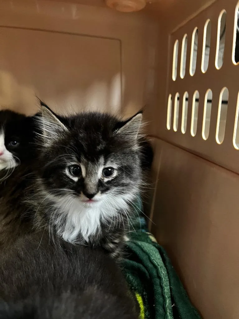A baby medium-sized male Domestic Medium Hair cat named Jester for adoption in Logan, UT
