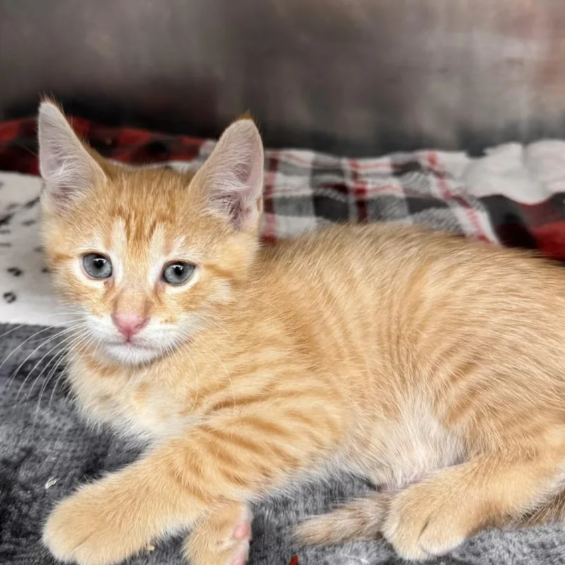 A baby small-sized male Orange / Red Domestic Short Hair cat named Marlin for adoption in Gloucester, VA