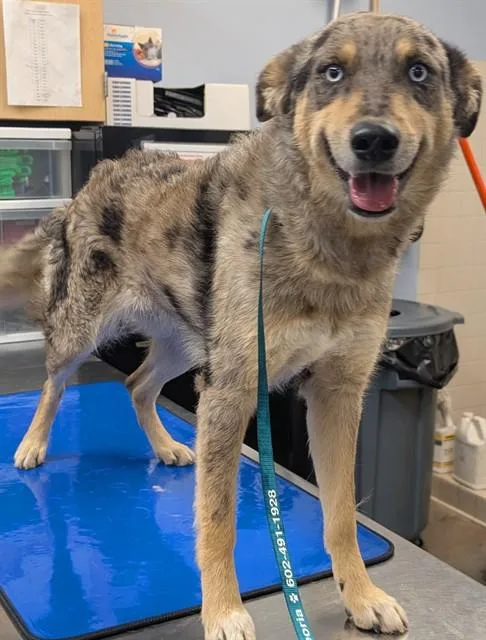 A young large-sized female Australian Shepherd dog named Ziti for adoption in Mesa, AZ