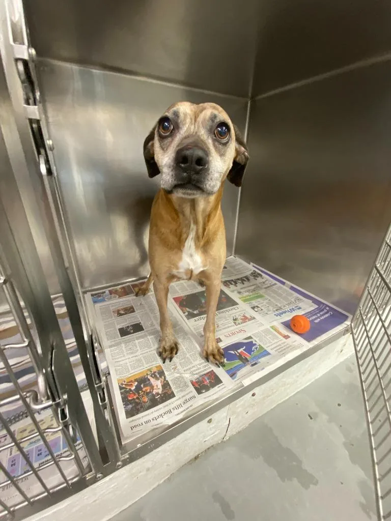 A senior medium-sized male Boxer dog named Copper for adoption in Findlay, OH