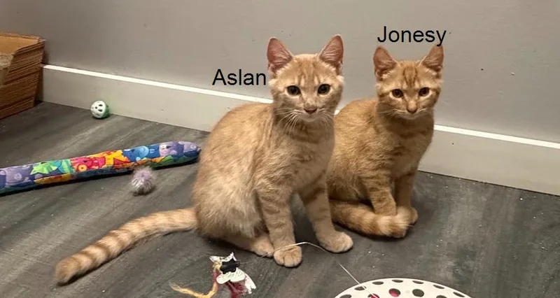 A baby small-sized male Tabby (Orange / Red) Domestic Short Hair cat named Jonesy for adoption in Hudson, NH