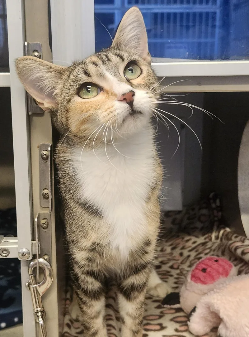 An adult medium-sized female Buff & White Domestic Short Hair cat named Arabella for adoption in Mason City, IA