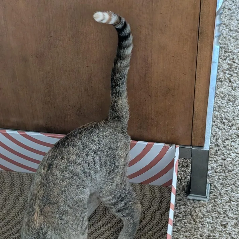 A baby small-sized male Brown / Chocolate Domestic Short Hair cat named Badger A??? for adoption in SANTA ROSA BEACH, FL