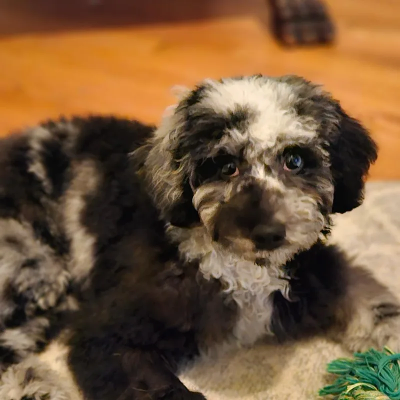 A young small-sized male Black Miniature Poodle dog named Noah for adoption in Sinking Spring, PA