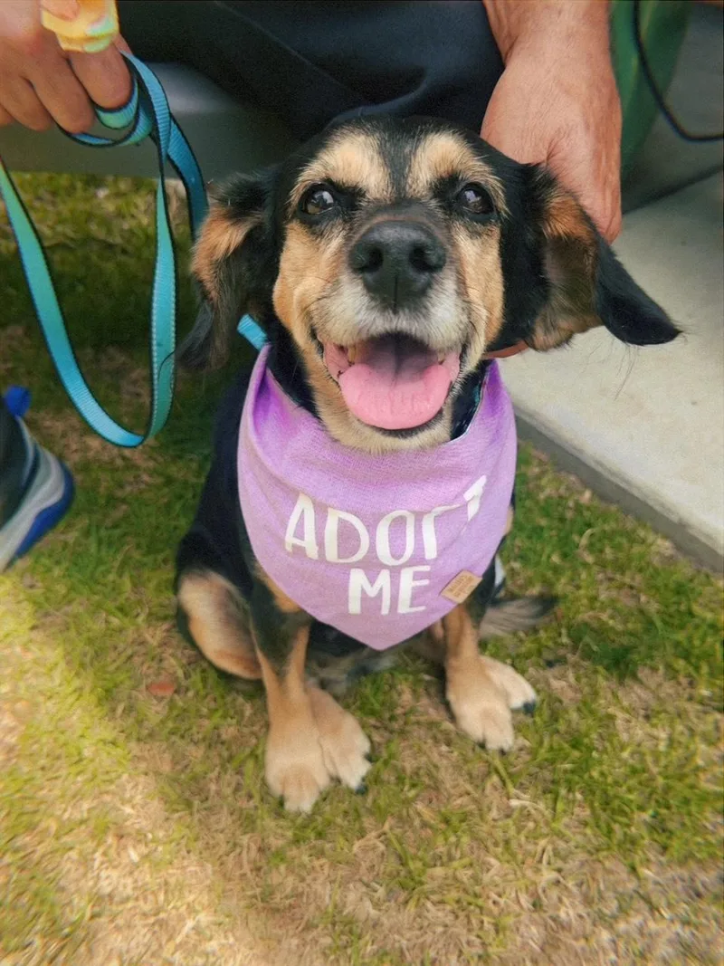 An adult small-sized female Bicolor Beagle dog named Georgia for adoption in Glendale, CA