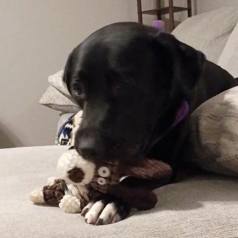 A young medium-sized female Black Labrador Retriever dog named Stormy for adoption in Lenoir, NC