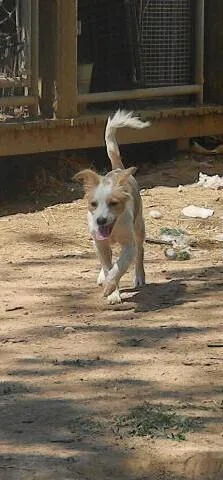 A baby small-sized male Pharaoh Hound dog named King Tut for adoption in McMinnville, TN