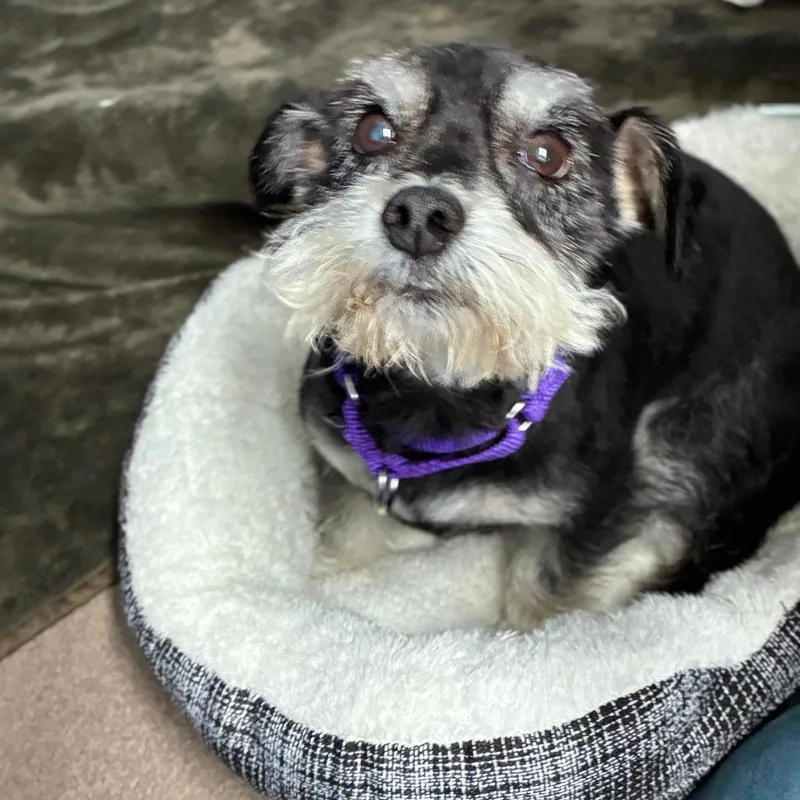 An adult small-sized male Black Schnauzer dog named Bobby for adoption in South Elgin, IL