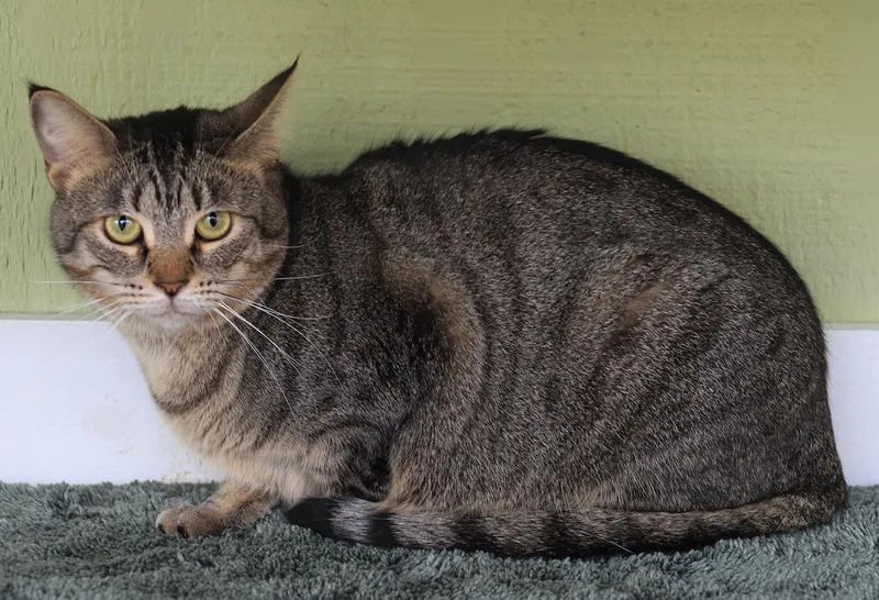 A young medium-sized female Domestic Short Hair cat named Katie for adoption in North Fort Myers, FL