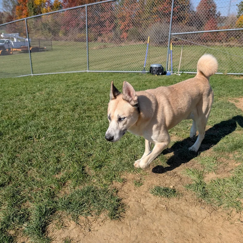An adult large-sized male White / Cream Husky dog named Milo LOOKING FOR OWNER for adoption in Ravenna, OH