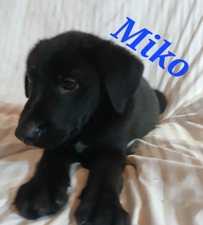 Miko