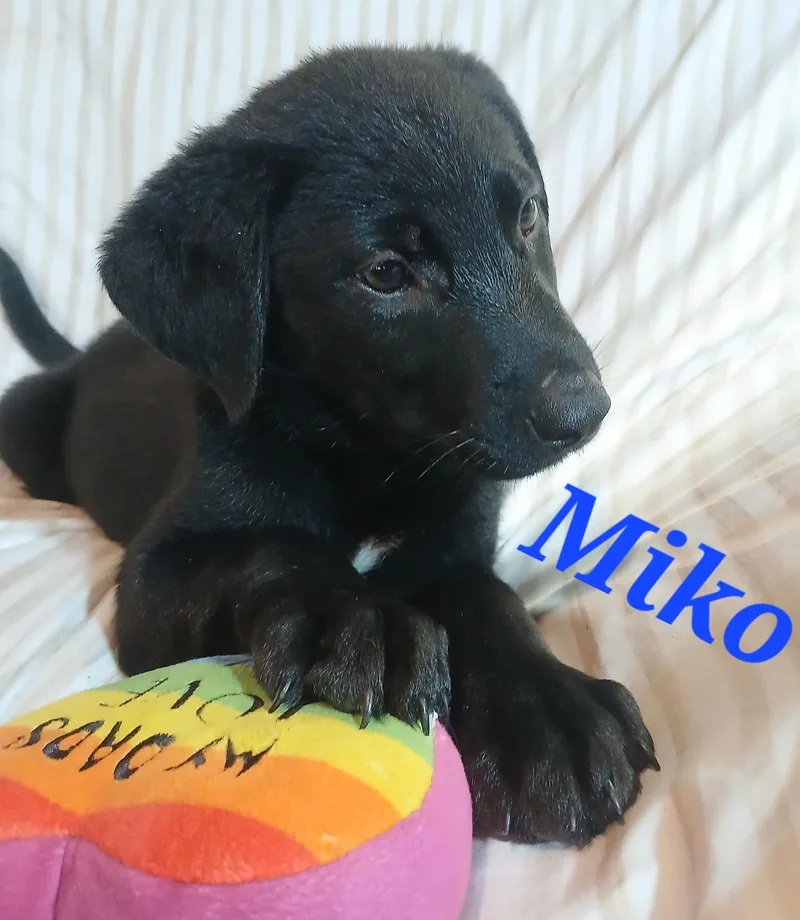 Miko thumbnail 2