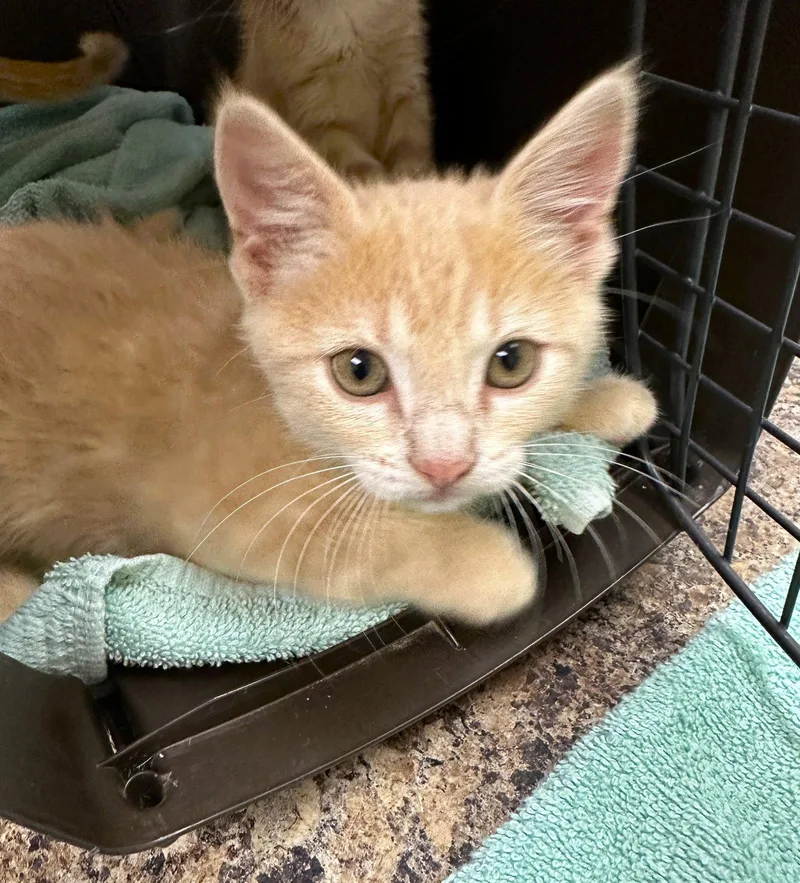 A baby small-sized female Orange / Red Tabby cat named Lacie C Ingram for adoption in Saunderstown, RI