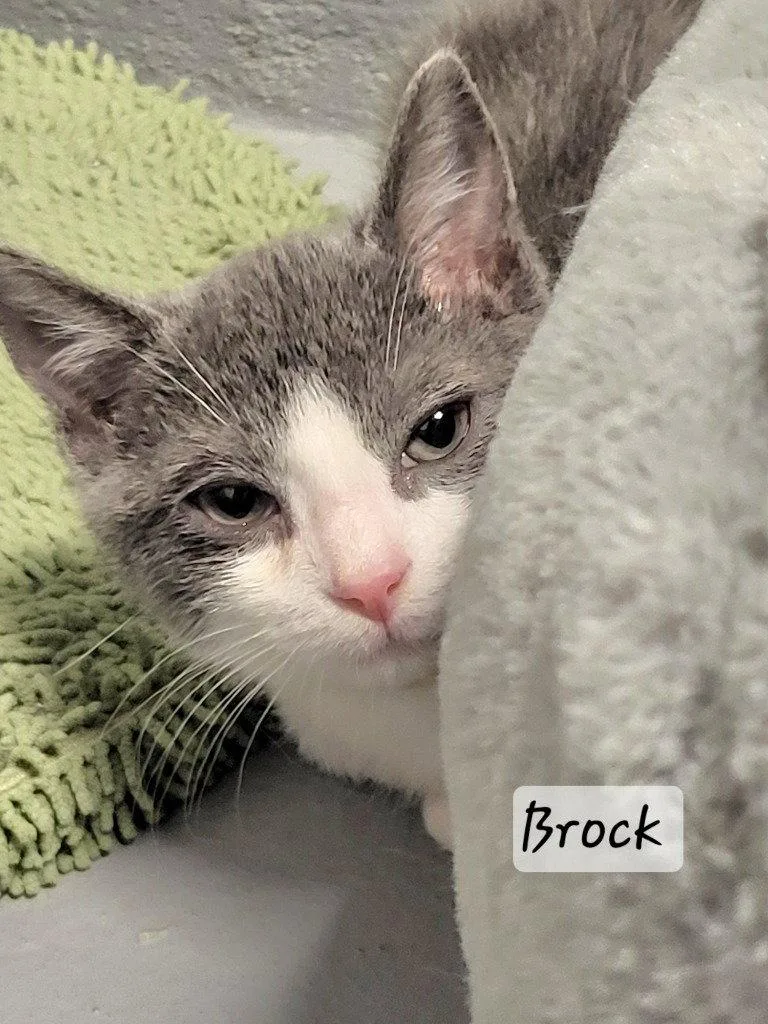 Brock thumbnail 3