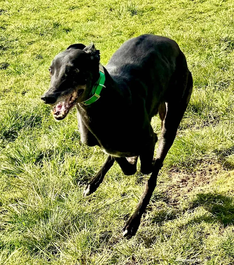 An adult large-sized male Greyhound dog named Ben for adoption in Woodinville, WA