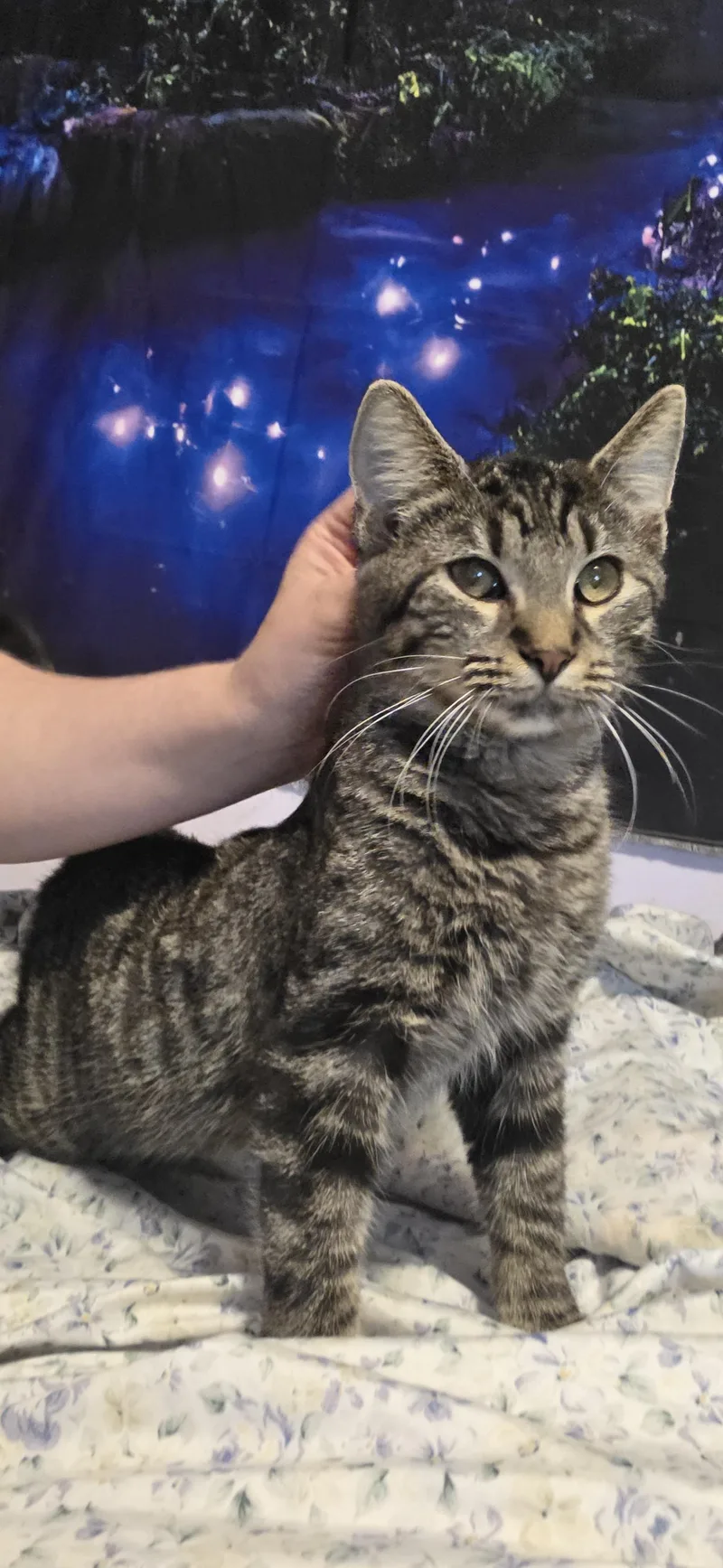 An adult medium-sized male Tabby (Buff / Tan / Fawn) Tabby cat named Tiger for adoption in Evansville, IN