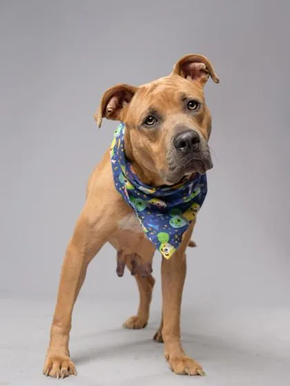 An adult large-sized female Pit Bull Terrier dog named Princess Celestia for adoption in Atlanta, GA