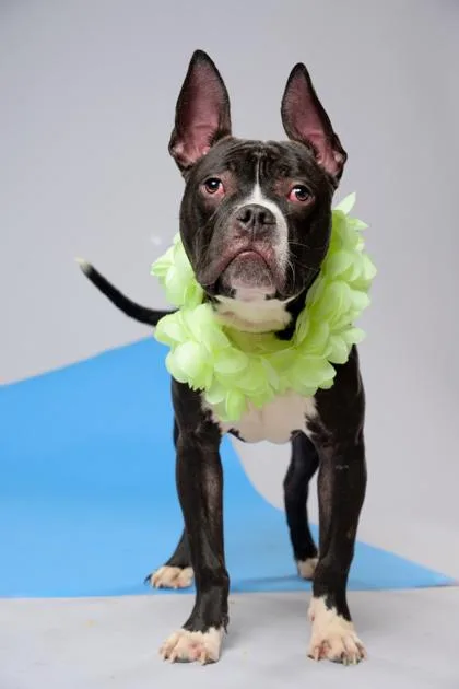 An adult medium-sized male Boston Terrier dog named Frooshy for adoption in Atlanta, GA