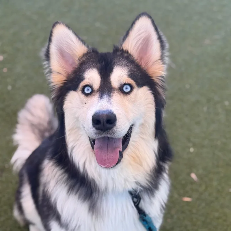 A young large-sized male Black Husky dog named Lycan for adoption in Albuquerque, NM