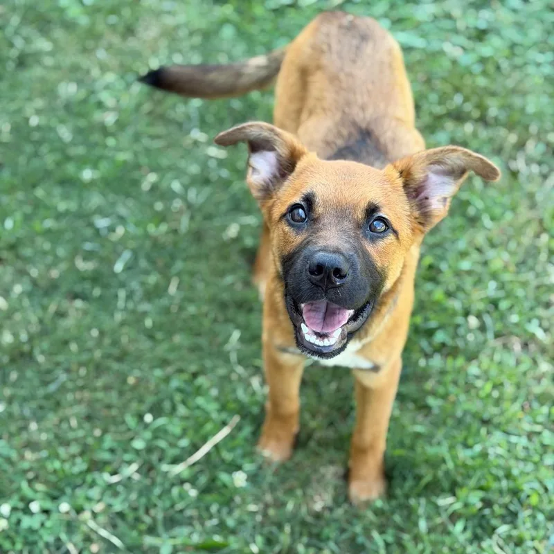 A baby medium-sized female Yellow / Tan / Blond / Fawn Mixed Breed dog named Messi for adoption in Brownsboro, AL