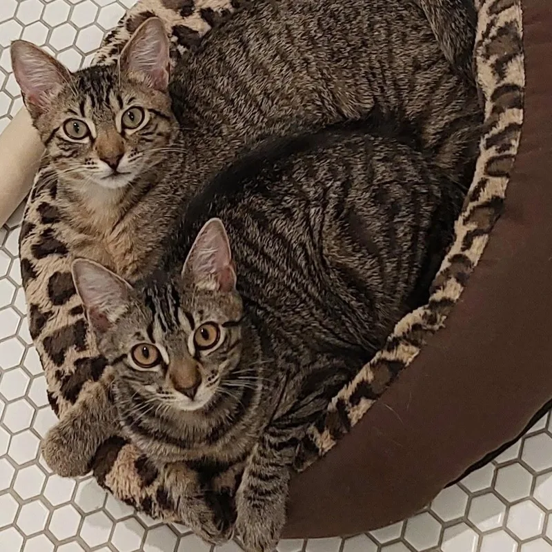 A baby small-sized male Tabby (Brown / Chocolate) Domestic Short Hair cat named Jake & Lexi for adoption in New York, NY