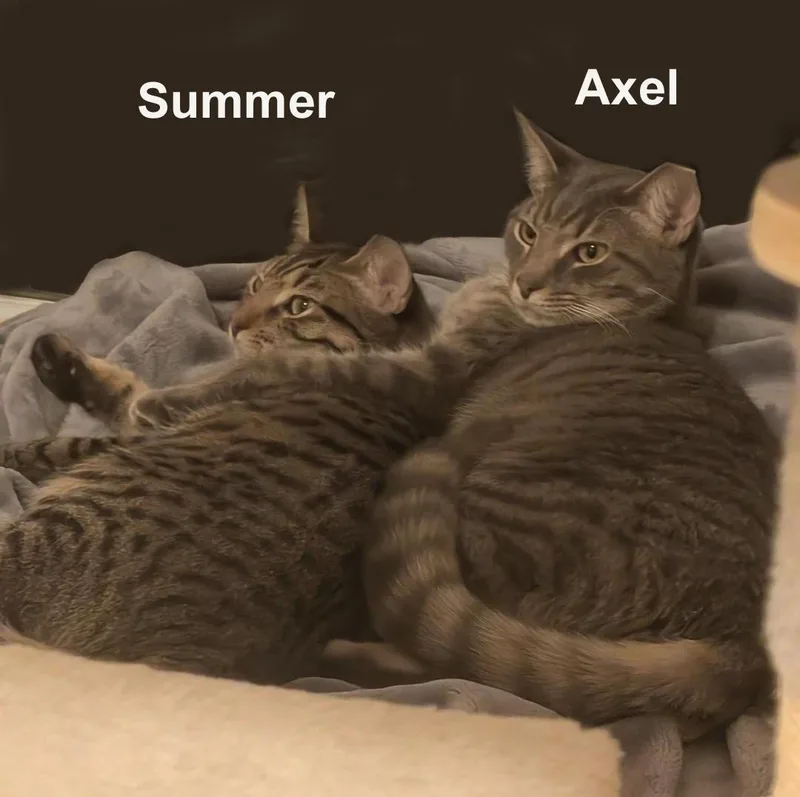 An adult medium-sized female Tabby (Brown / Chocolate) Domestic Short Hair cat named Summer And Axel Dur. for adoption in Stowe, PA