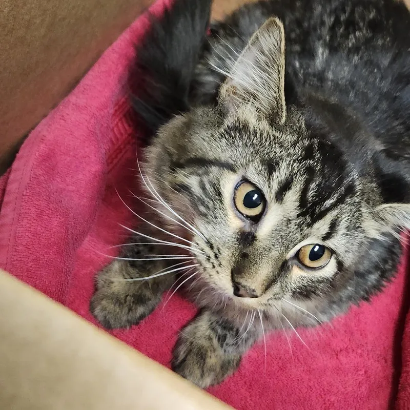 A young small-sized female Brown / Chocolate Domestic Short Hair cat named Sunday for adoption in Novelty, OH