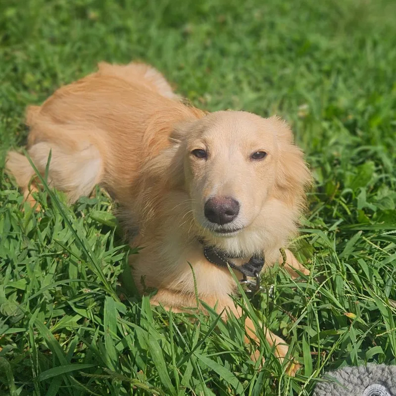 An adult medium-sized female Golden Retriever dog named Buttercup for adoption in Springfield, MO