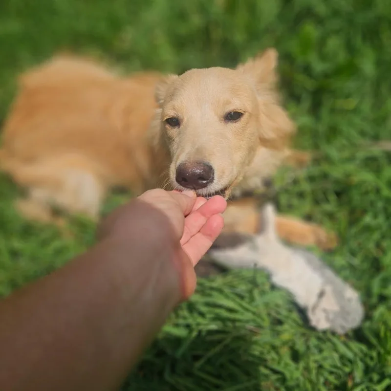 Buttercup thumbnail 4