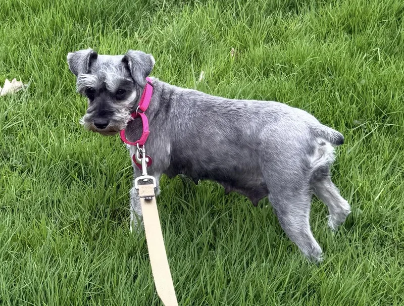 An adult small-sized female Gray / Blue / Silver Miniature Schnauzer dog named Celia for adoption in Vermilion, OH